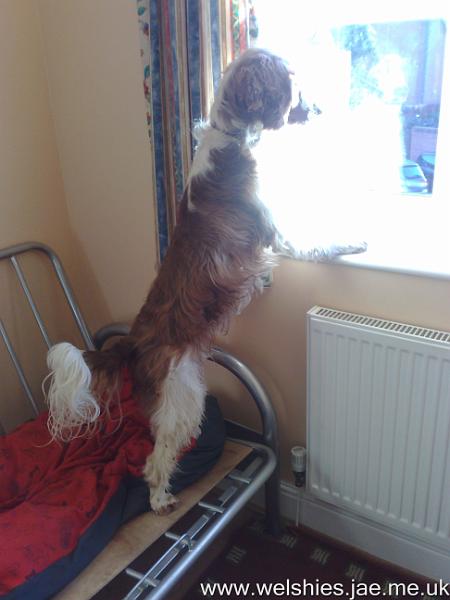 2011-01-09 02.jpg - The watch dog